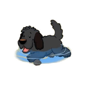 Shadow the Paddling Labradoodle